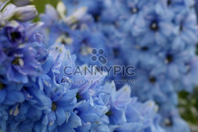 Closeup of blue flowers - Free image #337921