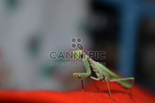 Praying Mantis closeup - image #338271 gratis