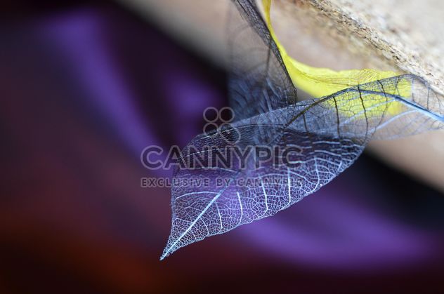 Purple dry leaves - Free image #338291