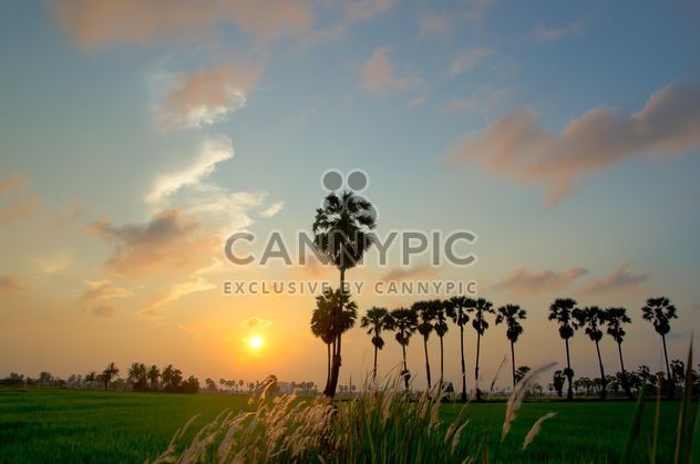 Landscape with palms at sunset - image #338481 gratis