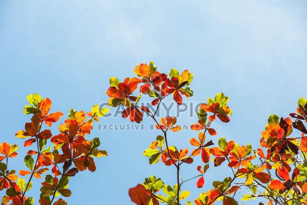 Colorful leaves on tree branch - Free image #338611
