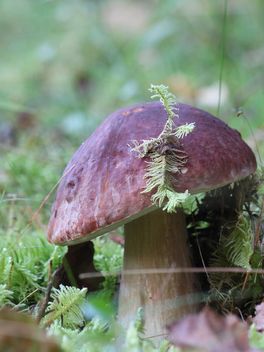 White mushroom in forest - image #339181 gratis