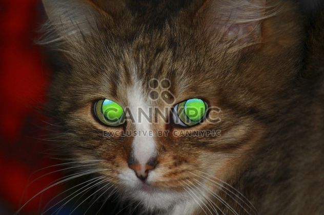 Portrait of tabby kitten - image gratuit #339191 