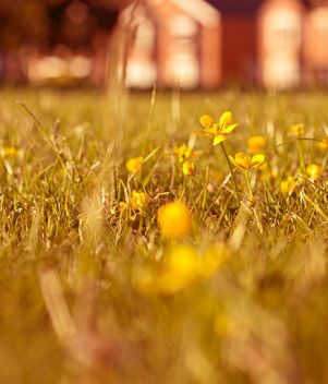 In the middle of the field - image gratuit #341221 