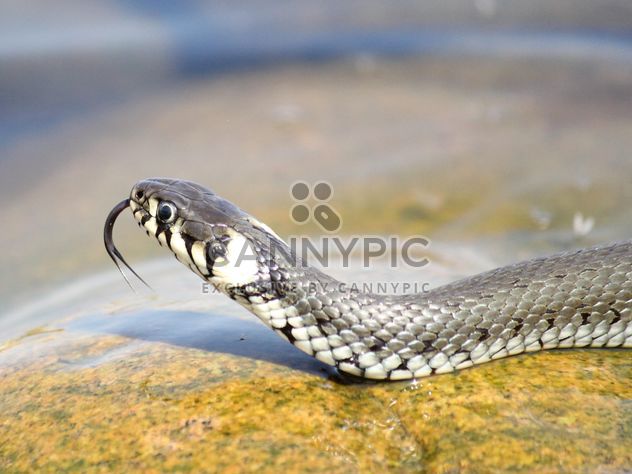 Grass snake on stone - бесплатный image #341291