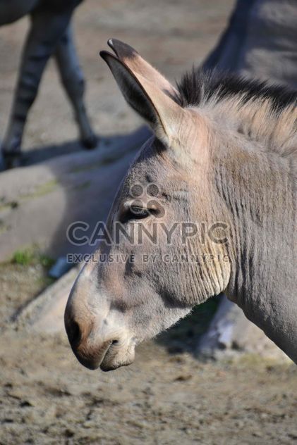 Portrait of brown donkey - бесплатный image #341311