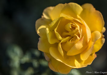 Double Hearted Rose - image gratuit #342051 
