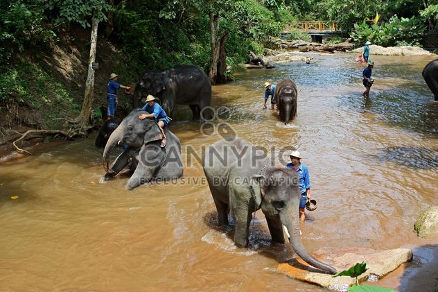 Elephants bathing in river - Free image #344441