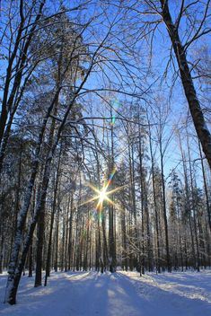 Trees in winter Sosnovka Park, St. Petersburg - Free image #344591