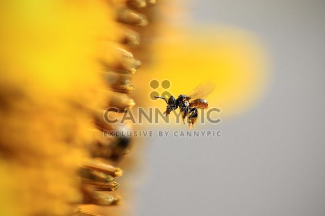 Closeup of bee flying near sunflower - Free image #345021