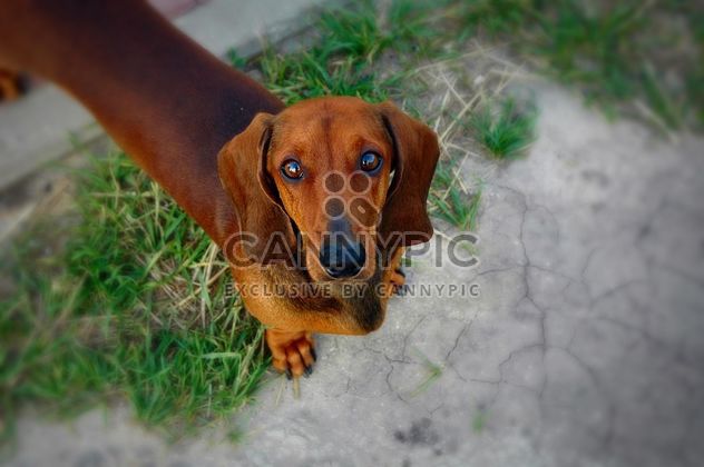Portrait of brown dachshund dog - image #346191 gratis