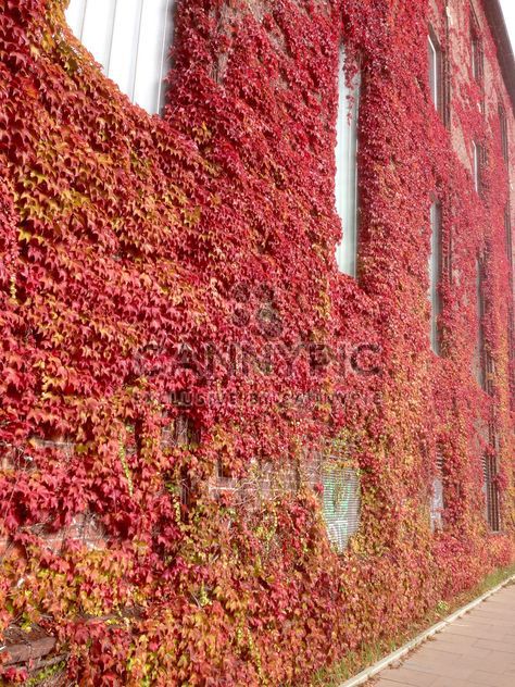 Facade of building covered with red ivy - бесплатный image #346211