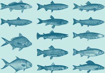 Old Style Drawing Trouts And Fish Vectors - vector gratuit #346331 