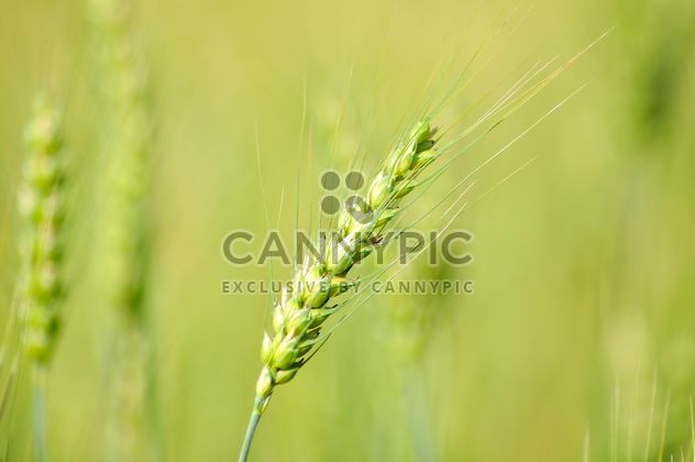 Closeup of spikelet in green field - image gratuit #346621 