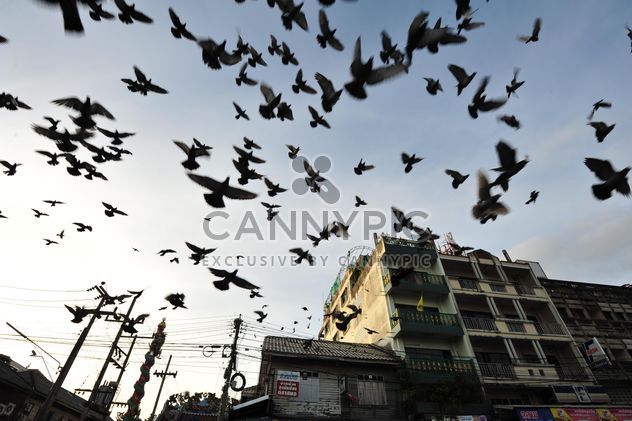 Flock of pigeons flying in city - бесплатный image #346991