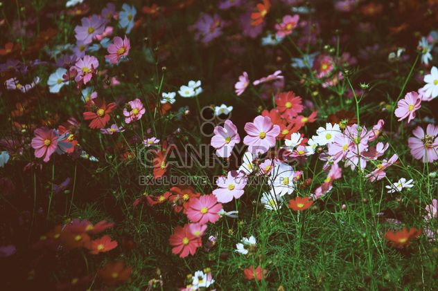 Colorful cosmos flowers in garden - Free image #347801