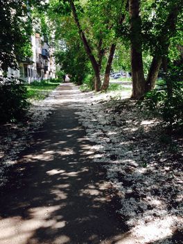 Poplar fluff on path in summer town - Free image #348371