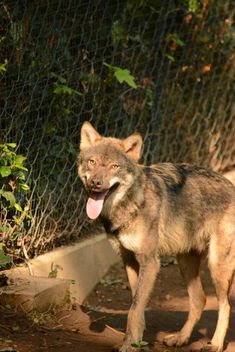 Grey wolf (Canis lupus) in zoo - бесплатный image #348381