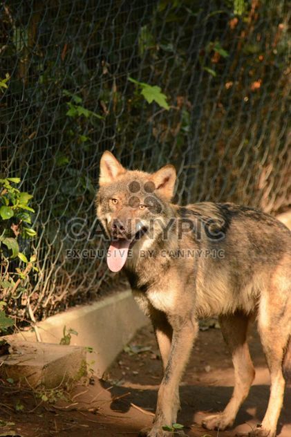 Grey wolf (Canis lupus) in zoo - image #348381 gratis