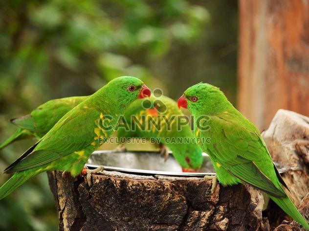 Group of green lorikeet parrots - Free image #348461