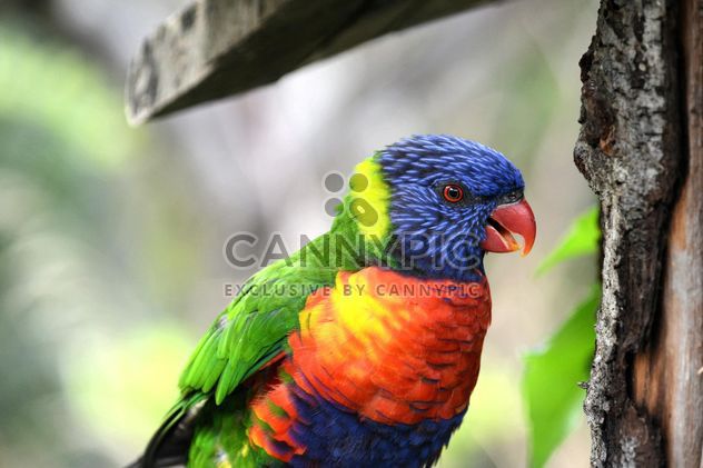 Tropical rainbow lorikeet parrot - image #348481 gratis