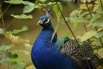 Portrait of beautiful peacock in park - image gratuit #348581 