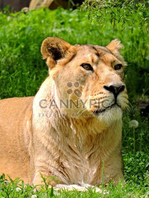 Portrait of lioness resting on green grass - Free image #348621
