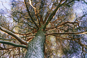 Tree of life - Free image #351111