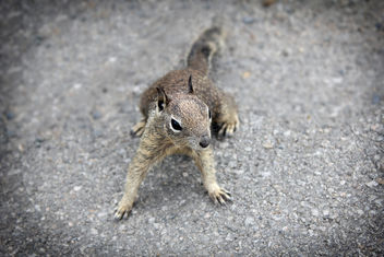 Week 7 (February 15-21) Squirrels - image gratuit #351491 