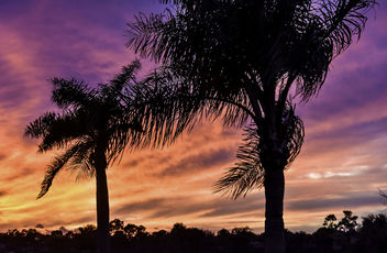 Backyard Sunset Beyond the Palms - image gratuit #351631 