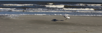 A Seagull and his Shadow - image gratuit #359121 