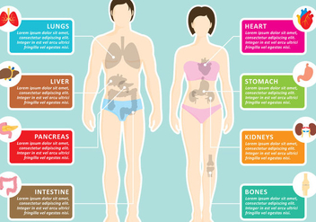 Human Organs Infography - vector gratuit #361791 