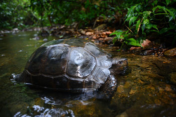 Manouria emys, Asian forest tortoise - Kaeng Krachan National Park - image gratuit #363791 