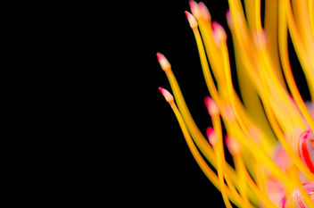 Lanting Floral 3 - Kostenloses image #365081