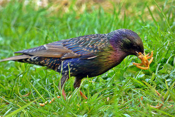 #10 Starling with hungry young! - image gratuit #366021 
