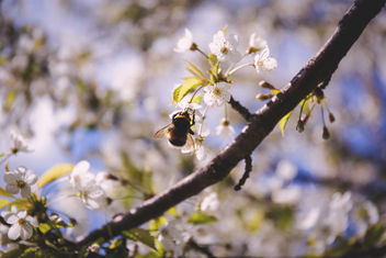 Bumblebee - Kostenloses image #366251
