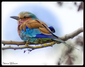 The most colorful of birds ? - Kostenloses image #366711