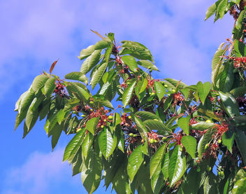 Macedonia-Still unmatured cherries - Free image #370741