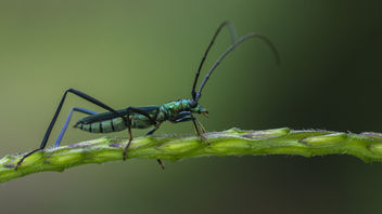 Metallic blue Long Horn Beetle - image gratuit #372331 