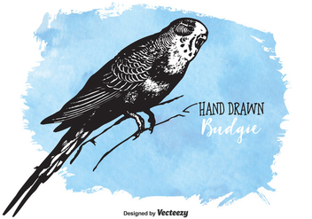 Free Drawn Budgie Vector - Free vector #378041