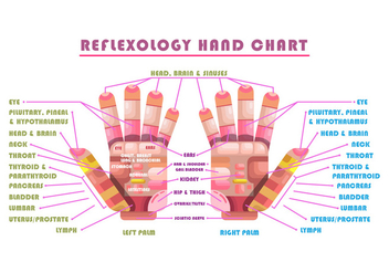 Reflexology Vector Chart - vector gratuit #380311 