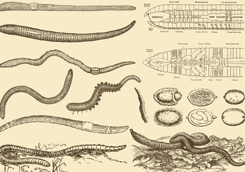 Earthworm Drawings - Kostenloses vector #382201