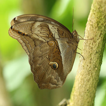 Giant Owl Butterfly - image #382421 gratis