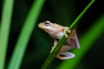 Chiromantis doriae, Doria's Asian tree frog - Phu Khieo Wildlife Sanctuary - Kostenloses image #385151