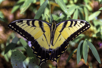 Eastern Tiger Swallowtail - image gratuit #385861 