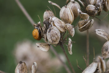 The birth of a Ladybug - 1 - бесплатный image #388691