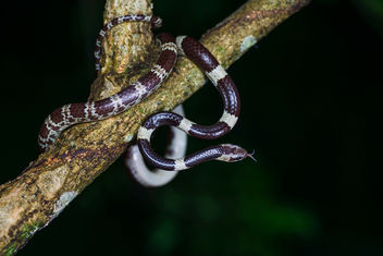 Common bridle snake, Dryocalamus davisonii (creamy coloration) - Kaeng Krachan District, Phetchaburi - image gratuit #389951 