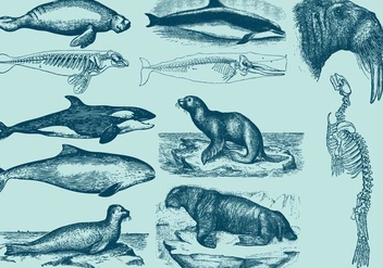 Aquatic Mammals - Free vector #391811