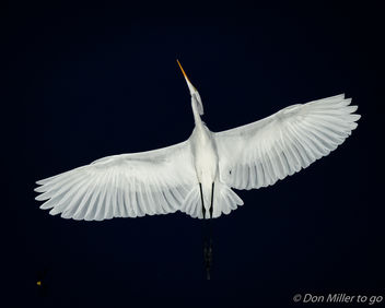 Passing Egret - image #394501 gratis