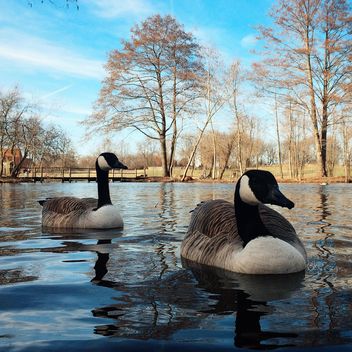 Ducks in spring park - image #394811 gratis